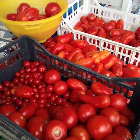 Porchiano Del Monte فندق مبيت وإفطار أميليا